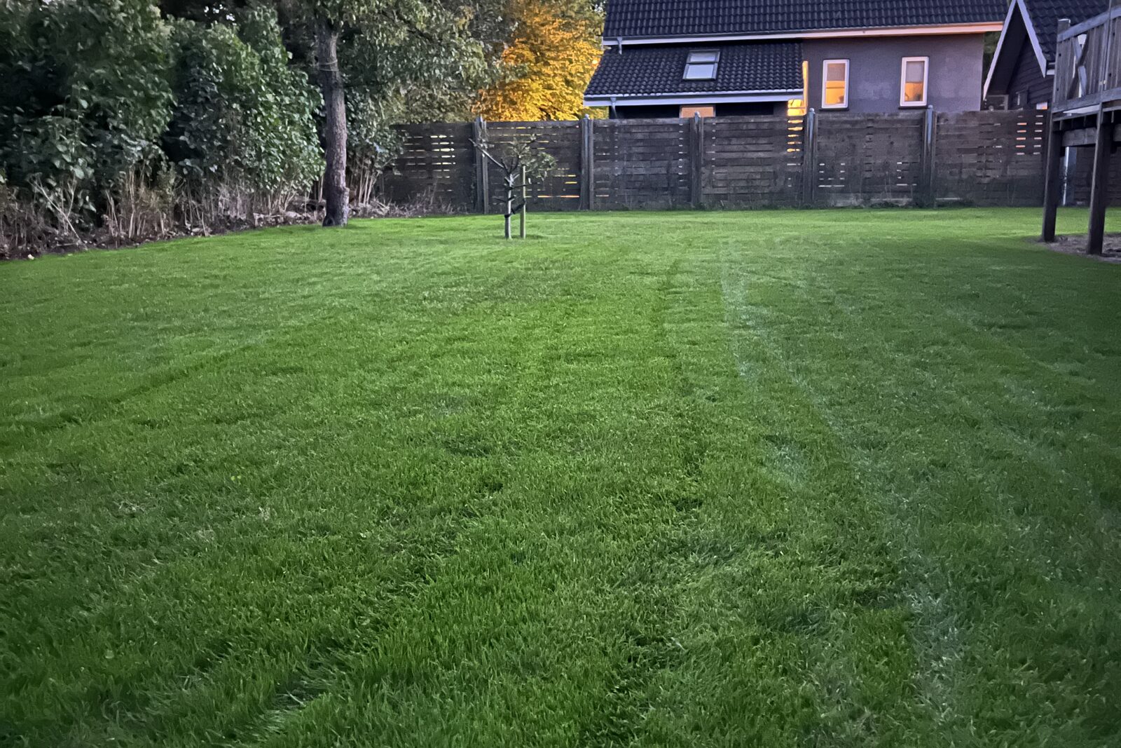 Nyklippet plæne i aftenlys